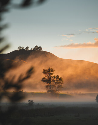 Olive groves | Boutique accommodation |  Northland accommodation | Tucked in an olive grove, relax in a hammock outdoors