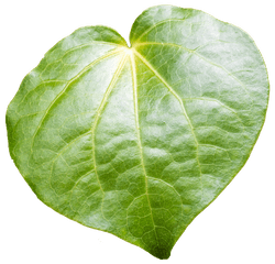 Ngā Hau E Whā Marae