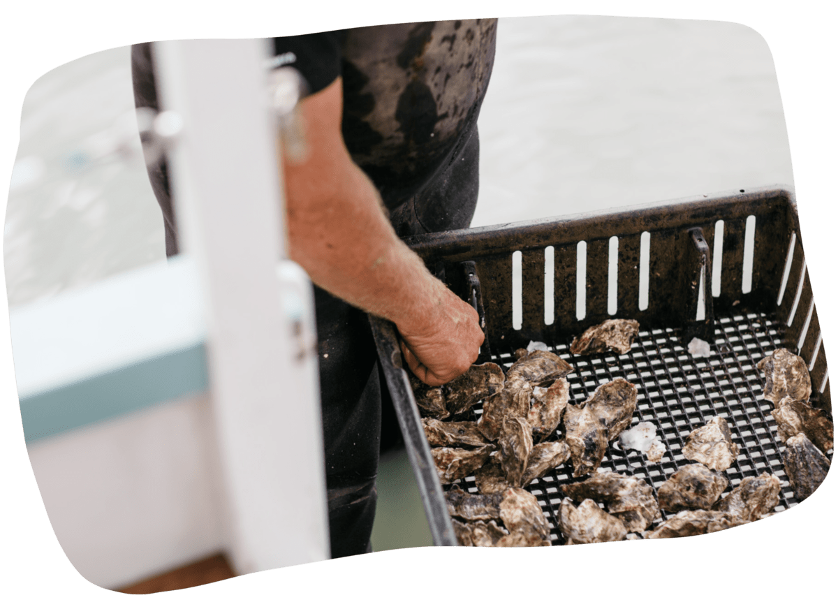 How (and Why) to Shuck an Oyster | NZ Oyster Farm Tours by Saltwater ...