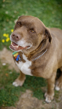 Office Dog - Milo - Provides no legal advice.  Milo eats, sleeps and relieves stress.