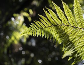 Understanding the benefits and drawbacks of transferring UK pensions to New Zealand
