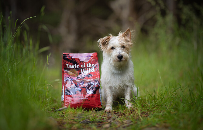 Is taste of the 2024 wild bad for dogs