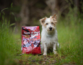 Keep Your Furry Friend Happy This Winter: Top Tips for Dogs and Cats