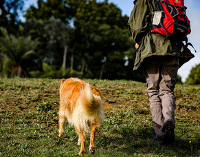 Foods Your Dog Can and Cannot Eat