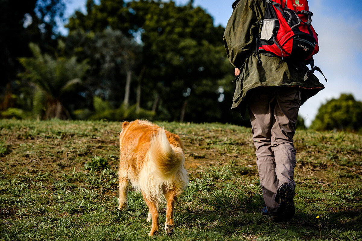 Will Eggshells Hurt A Dog