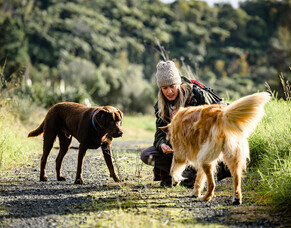 Making the Switch from Your Current Dog Food to Taste of the Wild for Optimal Canine Health
