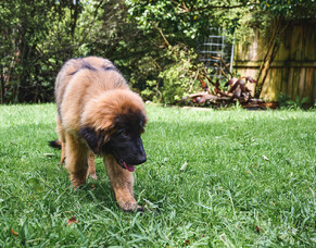 A Dog's Diet at Different Life Stages