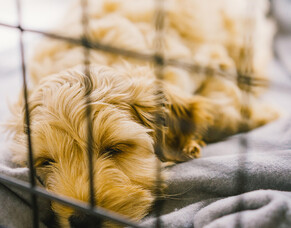 Crate Training: Weighing the Pros and Cons for Your Canine Companion