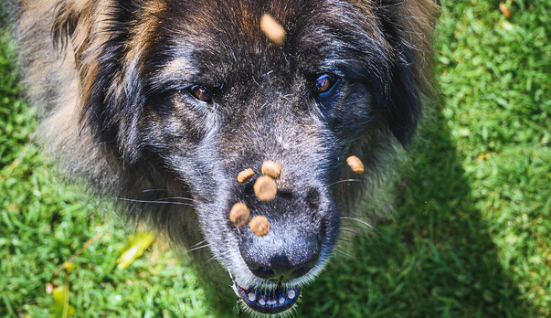 Go Grain Free! Why a grain-free diet is best for your pet