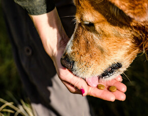 What goes into our pet food and their benefits