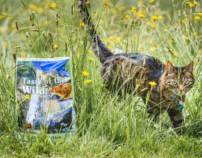 The Benefits of a Varied Diet for Your Cat