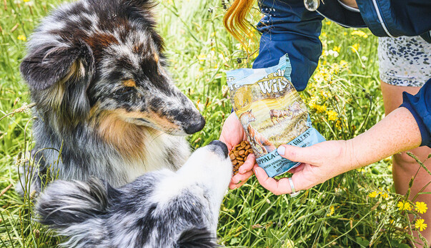 Switching Flavours Between Taste of the Wild Pet Food: What You Need to Know