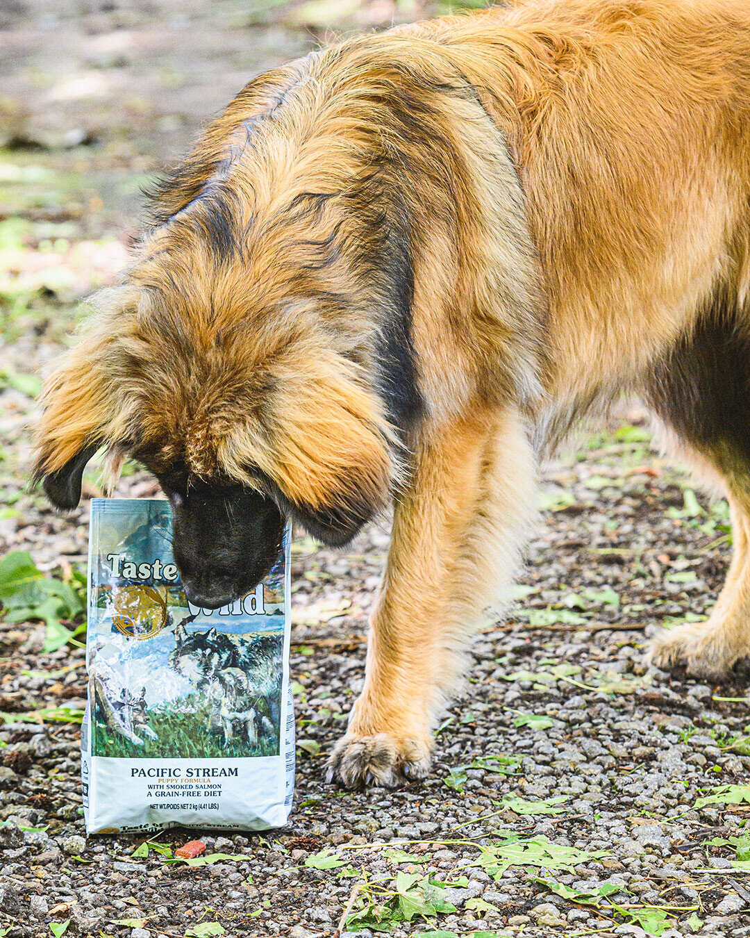 Smoke Flavored Salmon Pacific Stream Puppy Formula Taste of the Wild NZ