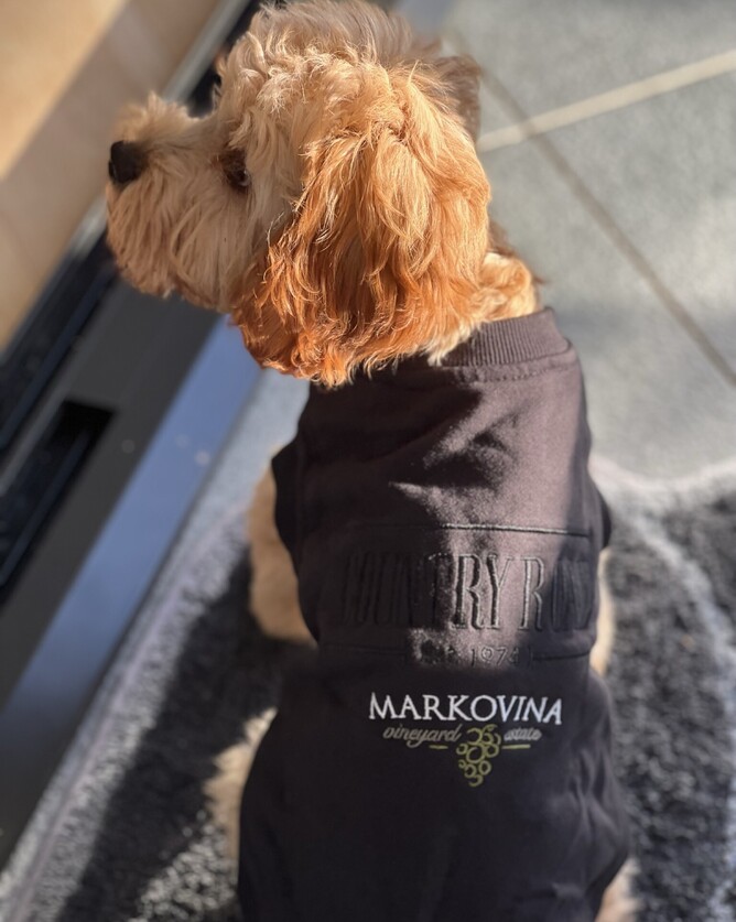 dog dressed in Markovina Vineyard Estate clothes