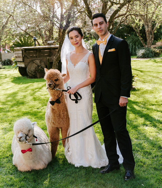wedding couple posing with llamas