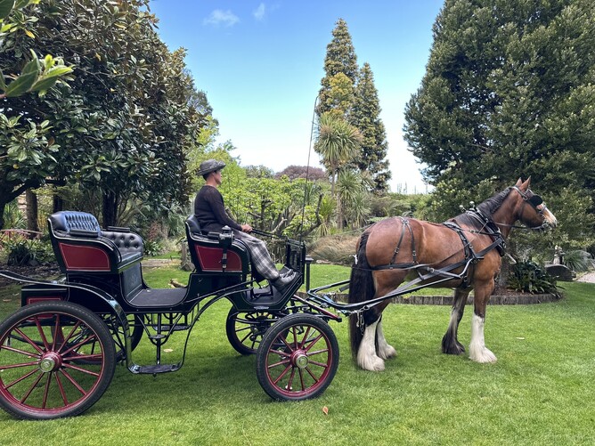 Horse and carriage at Markovina Estate in Kumeu, Auckland