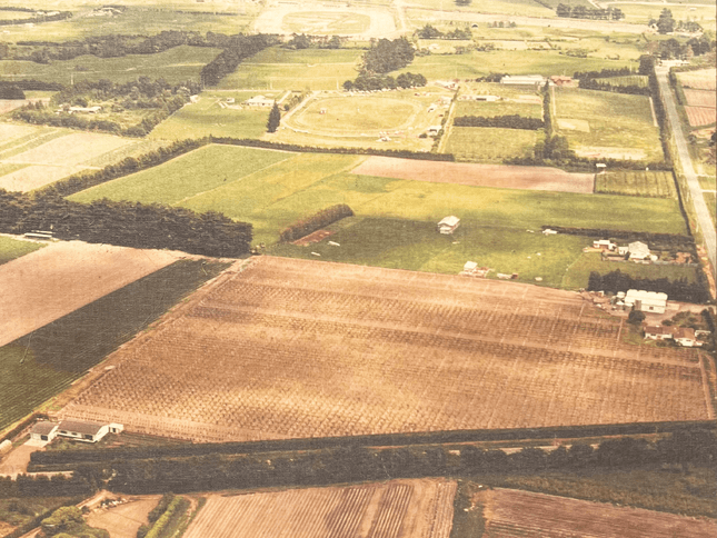 aerial image of Markovina vineyard in 1966