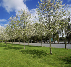 Markovina Estate Wedding Venue Carpark with Flowering Pear Trees