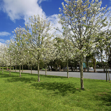Markovina Estate Wedding Venue Carpark