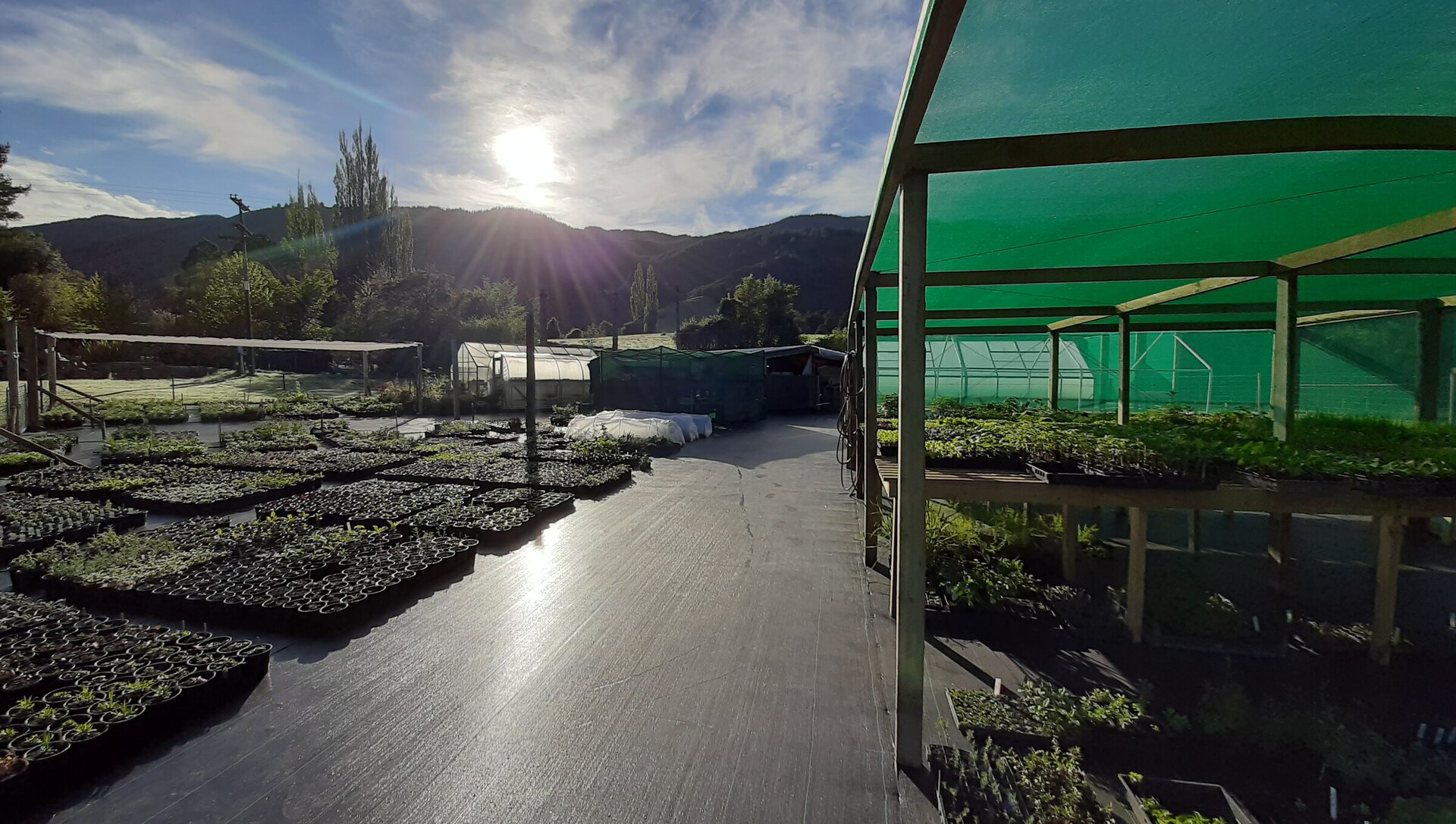 Shop Plants Online NZ Shipping Crafted Earth Online Plant Nursery