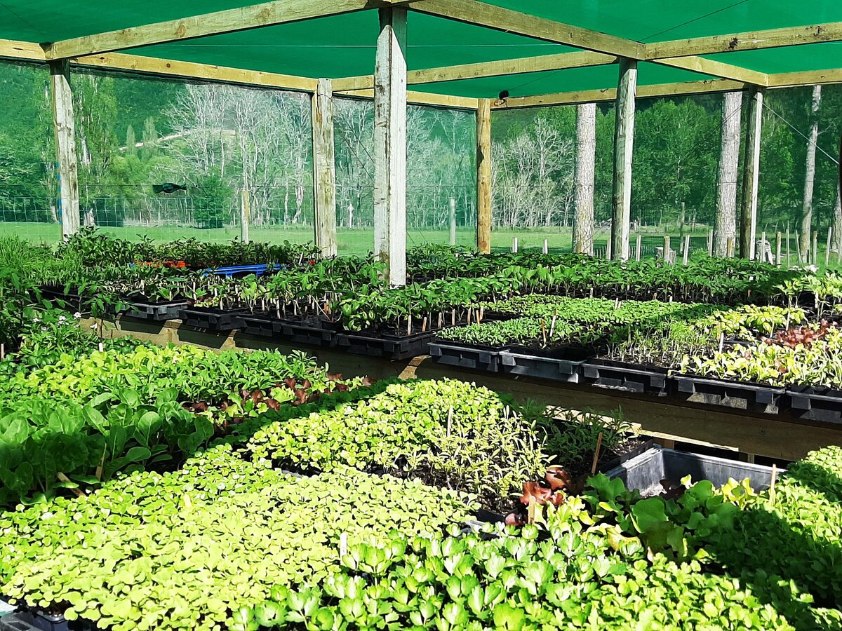Motueka Plant Nursery Gallery Crafted Earth Online Plant Nursery