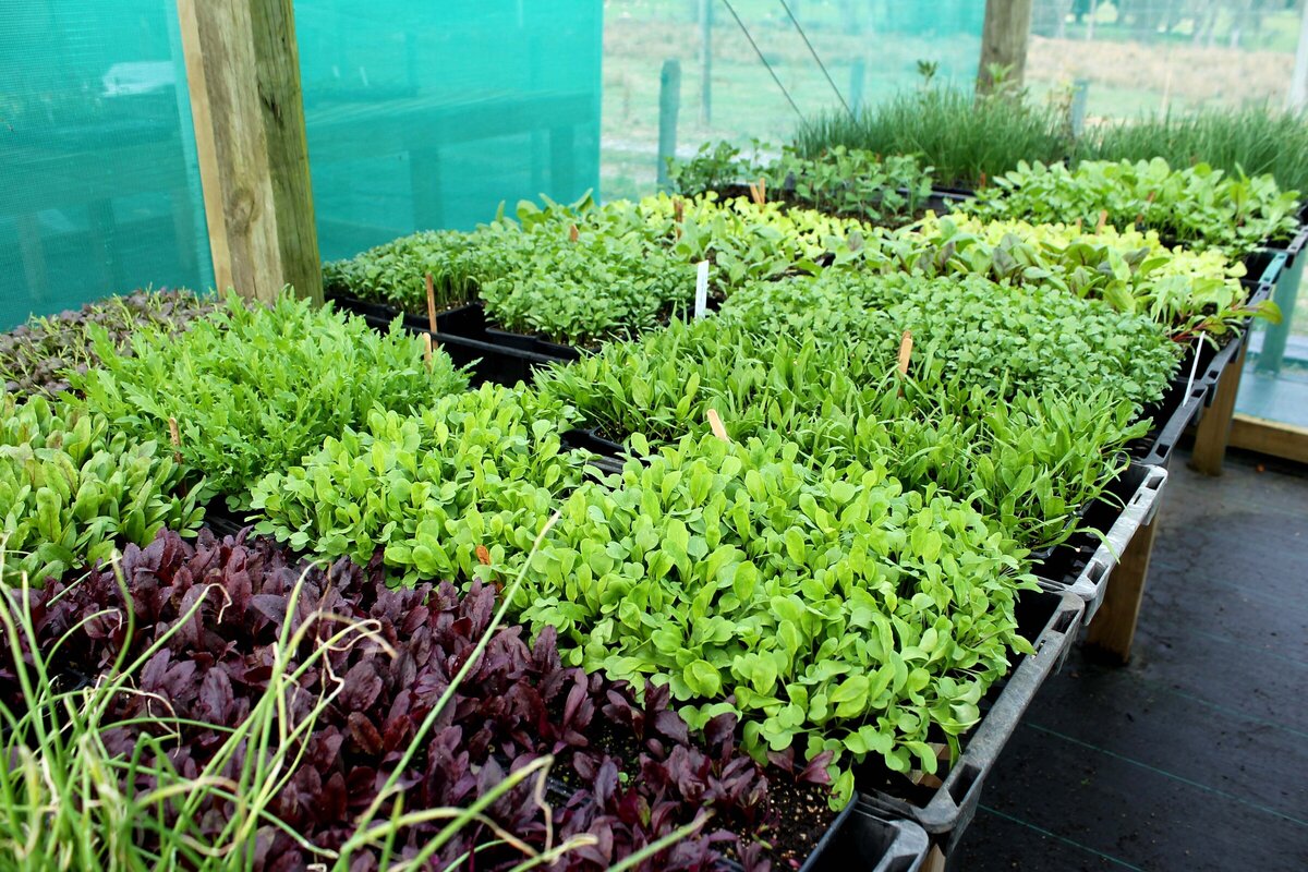 Motueka Plant Nursery Gallery Crafted Earth Online Plant Nursery