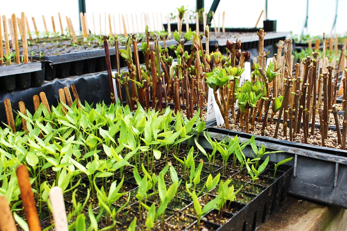 Motueka Plant Nursery Gallery Crafted Earth Online Plant Nursery