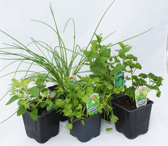 Organically Grown Herbs