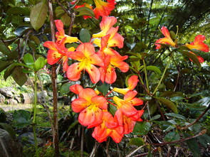 Vireya Rhododendrons - Over fifty now planted and always some in flower.