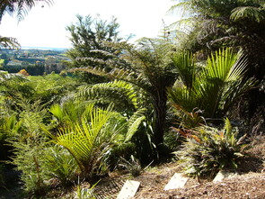 Nikau Grove - Over 50 Nikau palms (native to New Zealand) have been planted in a grove and are thriving as is an area nearby planted with native Cabbage Trees