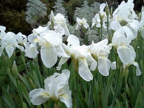 Irises - Many species are represented in this area