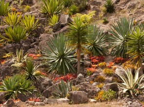 Cactus Bank - An interesting selection is thriving in arid conditions.