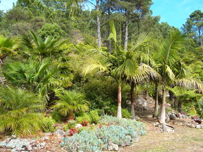 Palm Grove - An area dedicated to palms was started and a variety of palm species have been planted with the assistance of the N.Z. Palm Society.