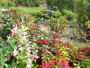 Fuchsia Area - A colourful display 12 months of the year is provided by many different varieties growing in full sun!