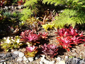 Bromeliads                                                                         - This attractive collection is enjoying conditions under the pongas.