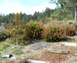 Australian Area - Spring 2001 saw the commencement of planting Australian plants in this dedicated area.