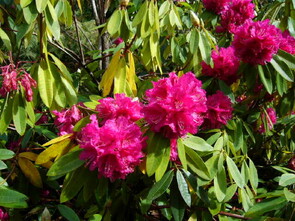 Rhododendrons - Several species are represented in this collection of seventy plus.