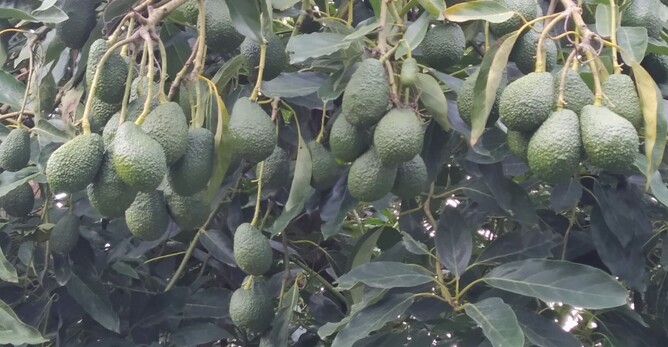 Biologically Grown Avocados