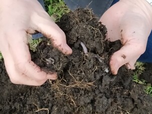 Deep roots with worms