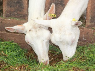 Ensuring a well balanced nutrient rich diet