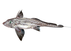 Other Species - View all