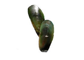 Greenshell Mussels - Perna canaliculus