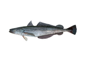 Hake - Merluccius australis