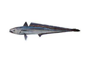 Hoki - Macruronus novaezelandiae