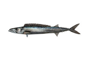 Barracouta - Thyrsites atun
