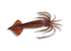 Arrow Squid - Nototodarus sloanii