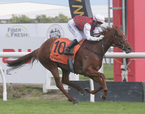 Musigny Lass in Tauranga victory
