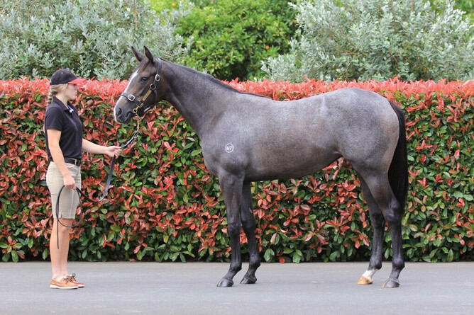 Aromatic pictured as a yearling at Milan Park Stud