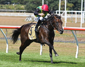 The Chosen One to stand at Highview