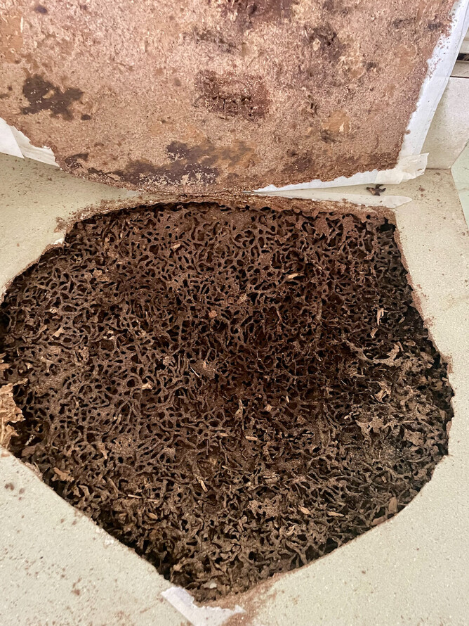 When termites come to snack on your kitchen bench top.